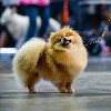  - International Dog Show Luxembourg 