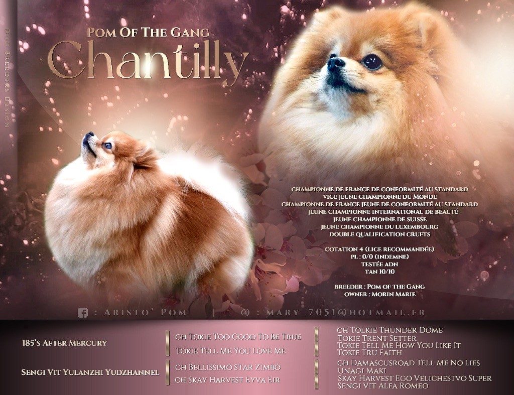 CH. Pom Of The Gang Chantilly