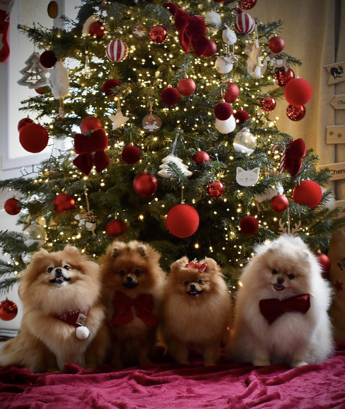 Belles fêtes de fin d année !