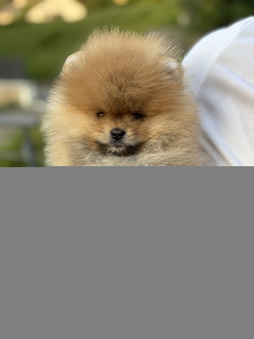 Aristo Pom Berlioz