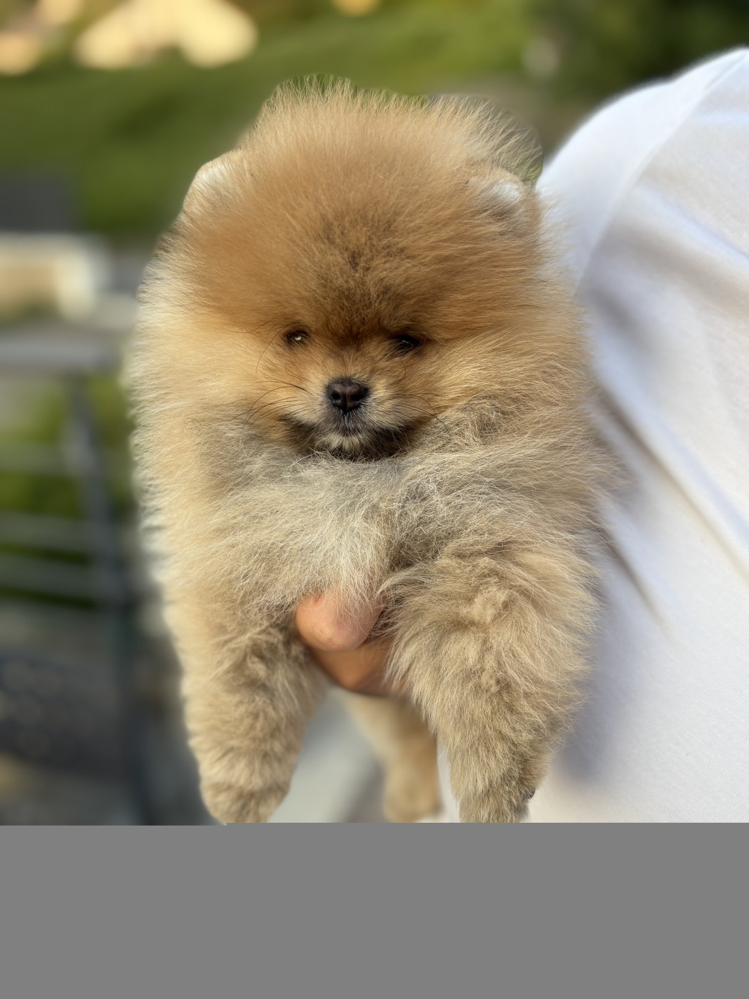Aristo Pom Berlioz