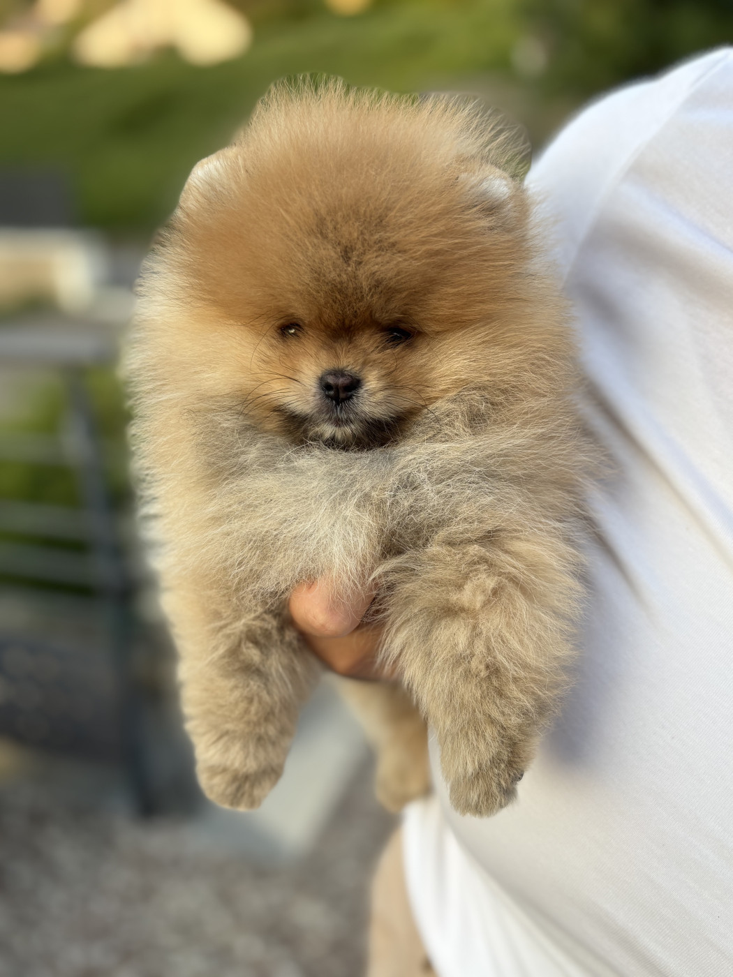 Aristo Pom Berlioz