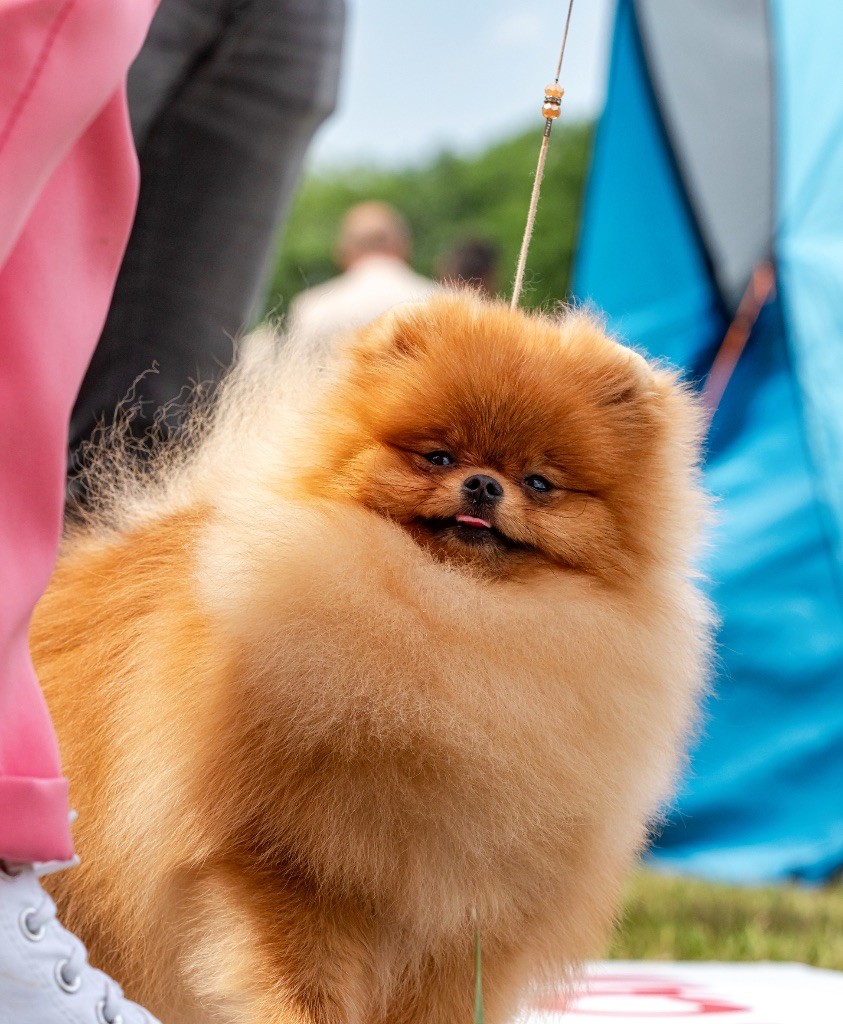 Aristo’Pom - Championnat de France 