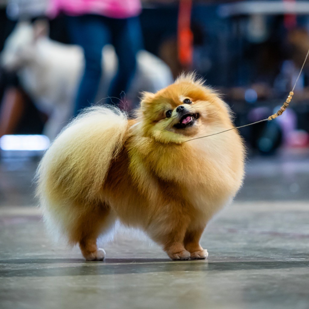 Aristo’Pom - International Dog Show Luxembourg 