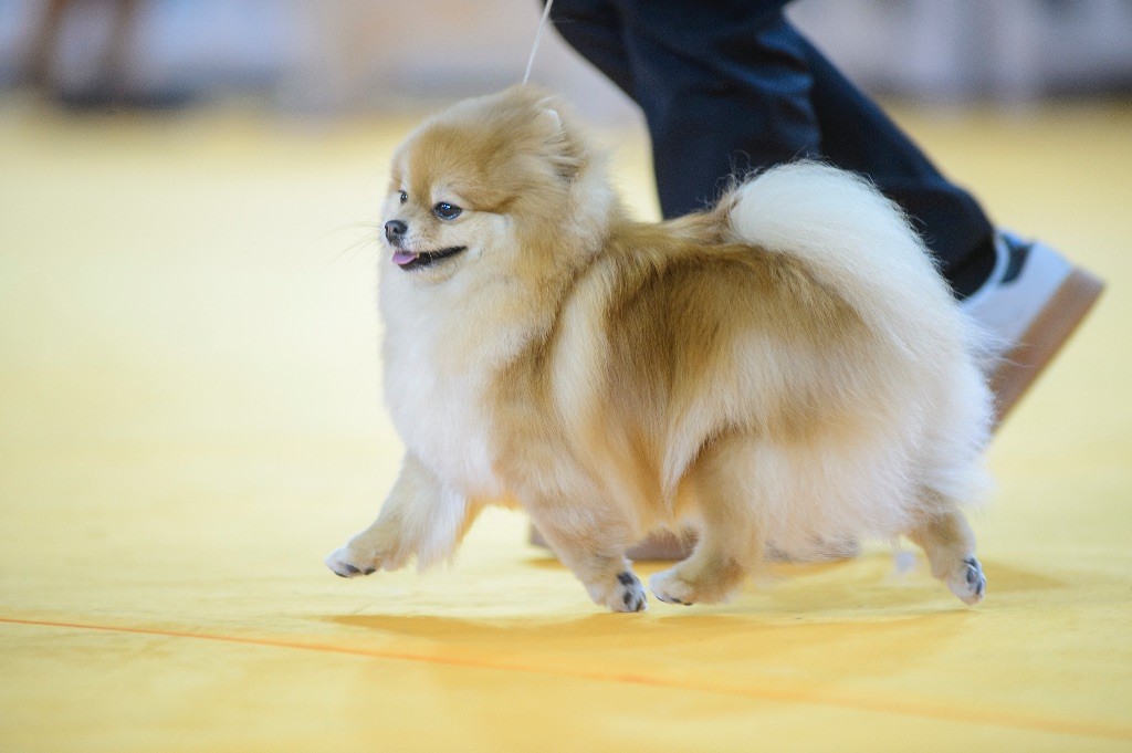 Aristo’Pom - Concours général agricole  