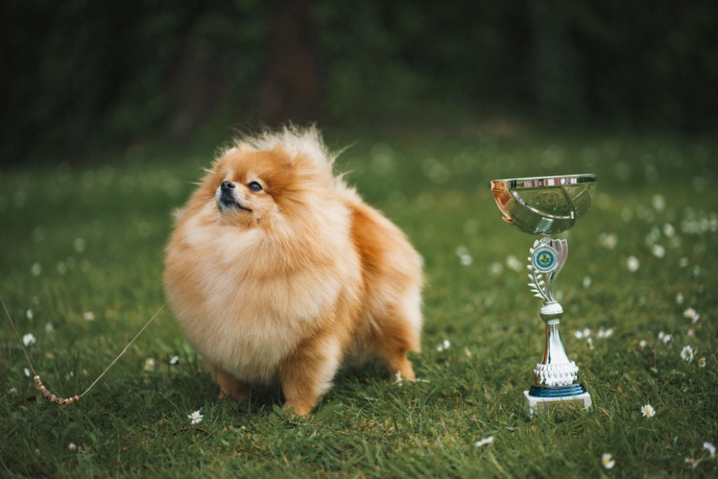 Exposition canine