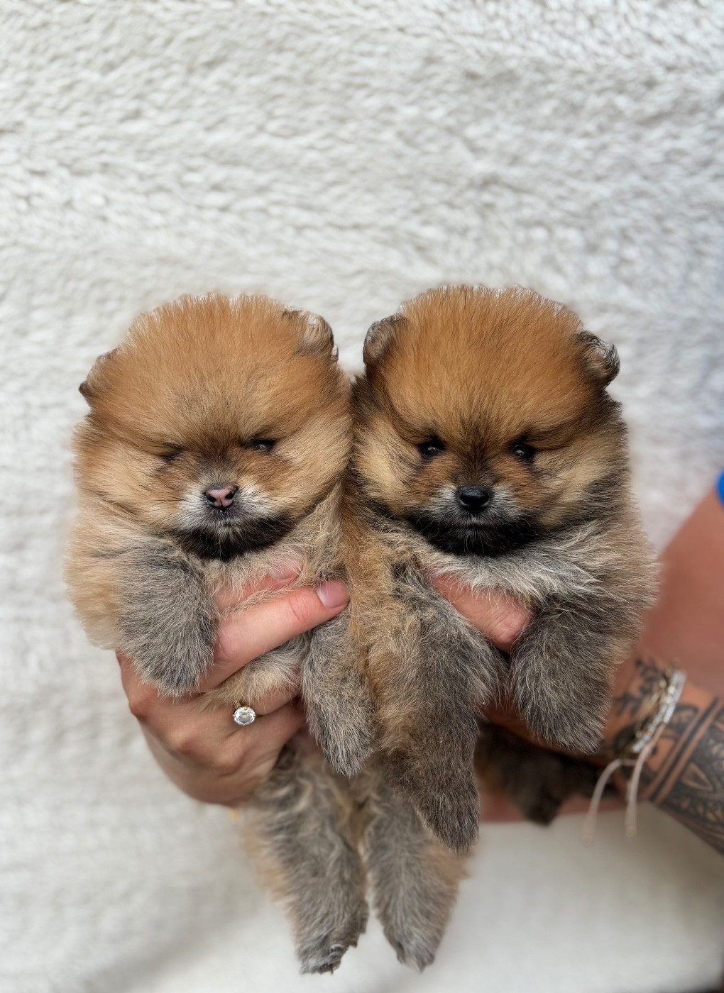 Aristo’Pom - Chiots disponibles - Spitz allemand