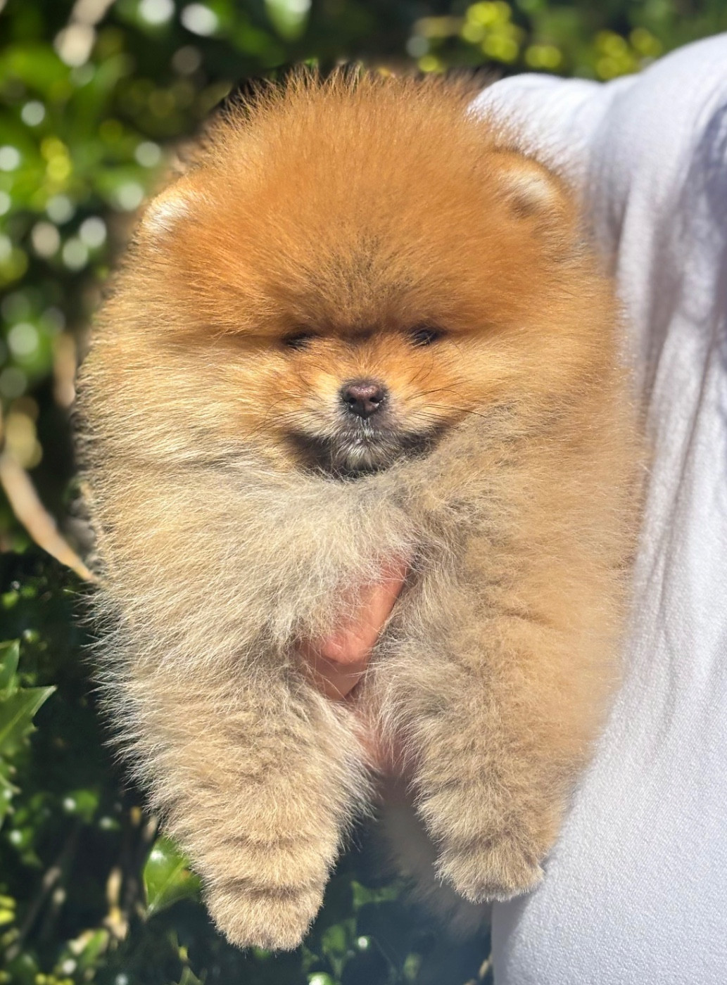 Aristo’Pom - Chiots disponibles - Spitz allemand