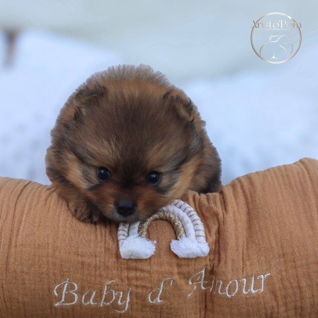 Aristo’Pom - Chiots disponibles - Spitz allemand