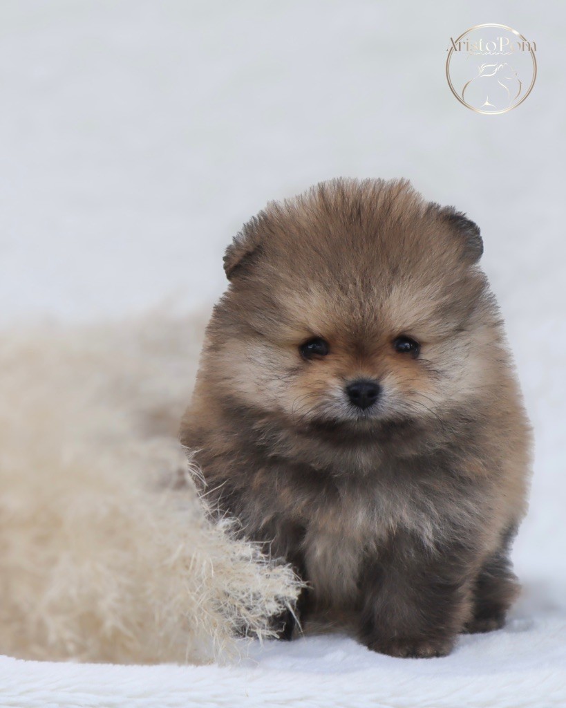Aristo’Pom - Chiots disponibles - Spitz allemand