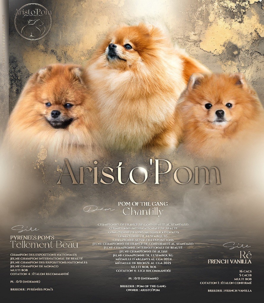 Chiot Spitz allemand Aristo’Pom